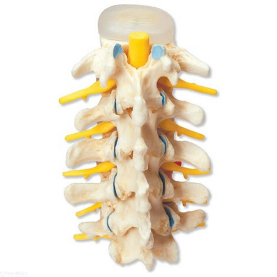entendendo a coluna vertebral